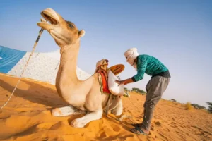 Hidden corners and nomadic encounters