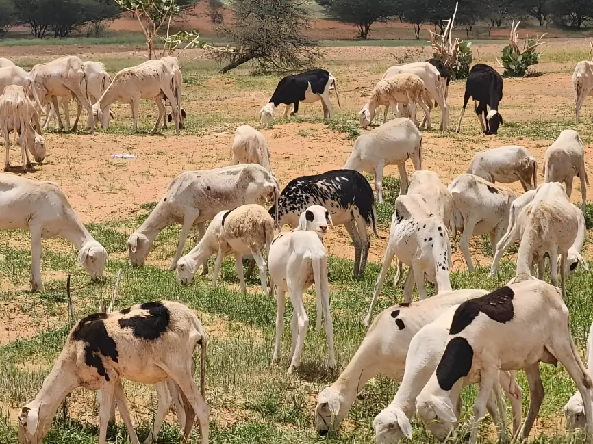 Pastoralism, Farming